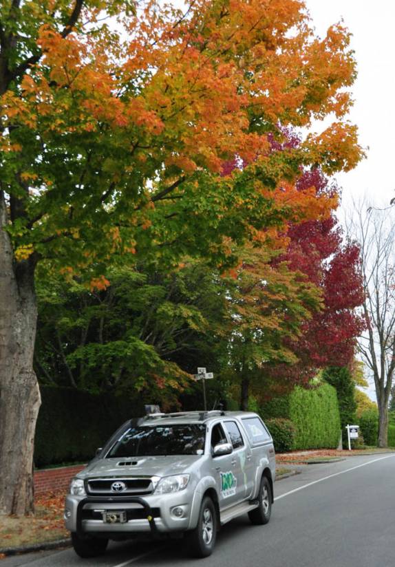 Fiona entre as árvores coloridas de Outono, em Vancouver, no Canadá